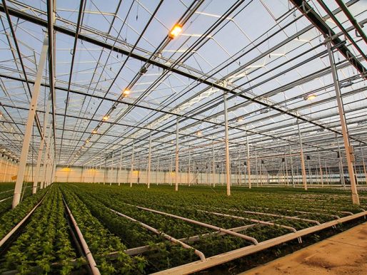 Dutch Heritage Greenhouse