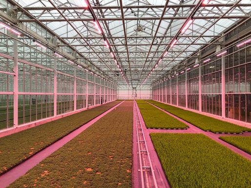 Qualitree Greenhouses