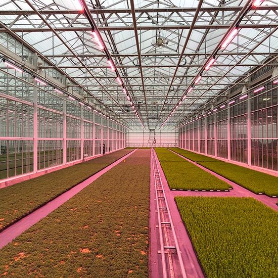 Qualitree Greenhouses